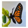 Ontwerp zonder titel (20) Mini Display met Monarch vlinder