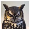 close up kop Amerikaanse oehoe – Decoratief 3D-geprint beeld
