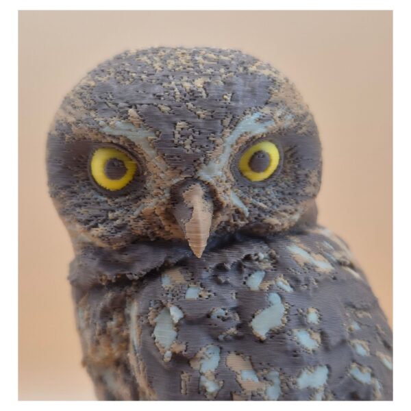 53 The Little Watcher Owl