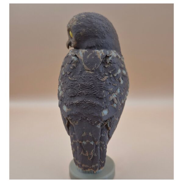 55 The Little Watcher Owl