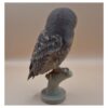 56 The Little Watcher Owl