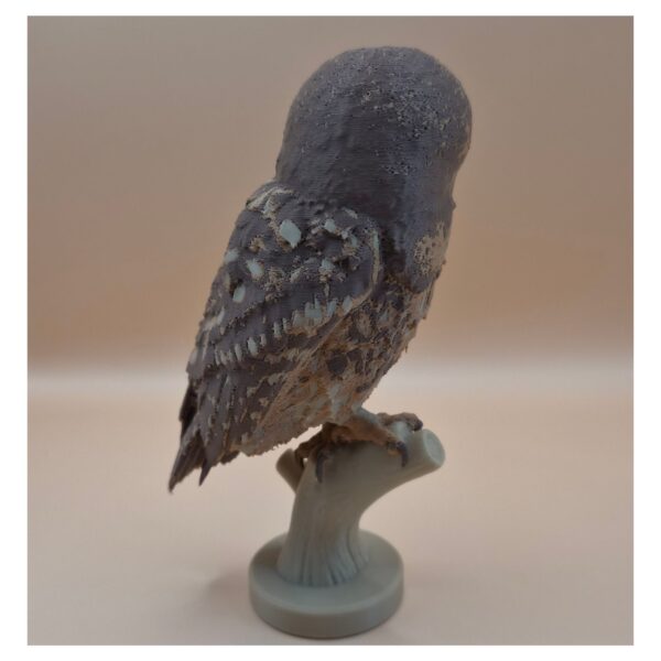 56 The Little Watcher Owl