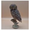 58 The Little Watcher Owl