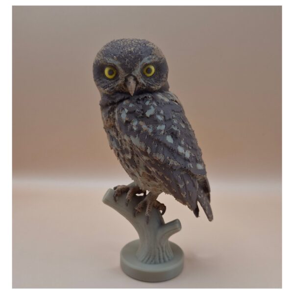 58 The Little Watcher Owl