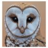 59 The Quiet Sentinel Barn Owl