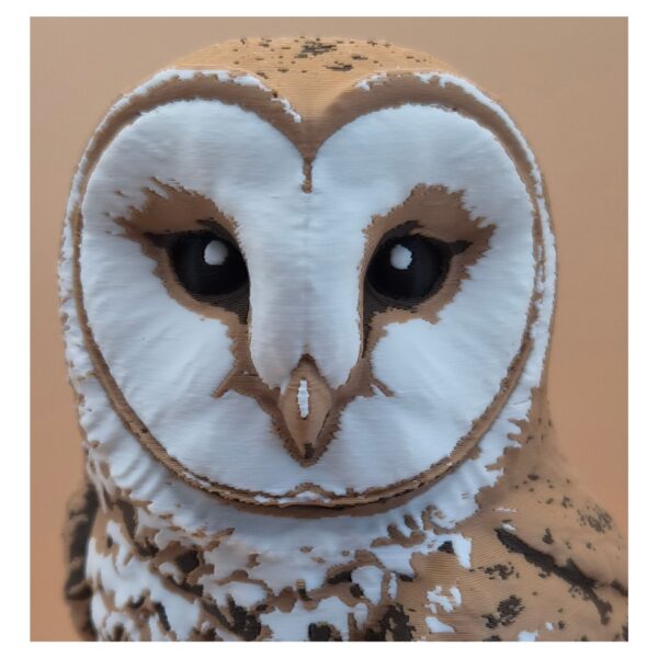59 The Quiet Sentinel Barn Owl